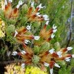 Erica vallis-gratiae Flower