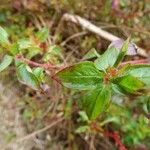 Centradenia inaequilateralis Folha