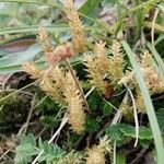 Selaginella selaginoides Folha