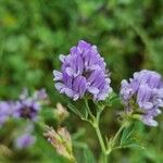 Medicago sativaBloem