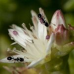 Sedum moranense Flower