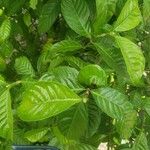 Psychotria carthagenensis Hoja