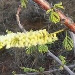 Acacia thomasii Arall