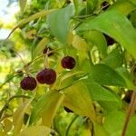 Asparagus asparagoides Fruit