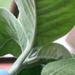 Croton flavens Leaf