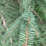 Picea asperata Feuille