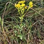 Jacobaea vulgaris Habit