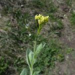 Draba nemorosa Žiedas