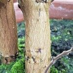 Tetradenia riparia 樹皮