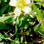 Oxalis corniculata Blüte
