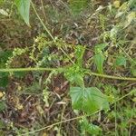 Atriplex sagittata Ŝelo