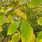 Hamamelis virginianaDeilen