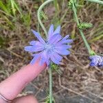 Cichorium intybus花