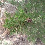 Juniperus phoenicea Frugt
