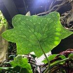 Podophyllum cv. 'Kaleidoscope' Leaf