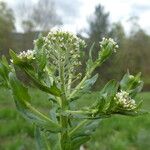 Lepidium campestre പുഷ്പം