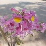 Handroanthus impetiginosus Blüte