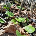 Pyrola asarifolia পাতা