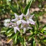 Ixorhea tschudiana Λουλούδι