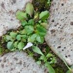 Mazus pumilus Leaf