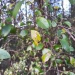 Vaccinium arboreum Leaf