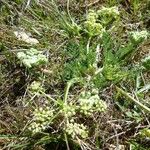 Lomatium dasycarpum Хабит