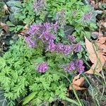 Corydalis solida Leaf