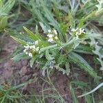 Neotorularia torulosa Συνήθη χαρακτηριστικά