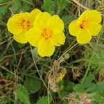 Helianthemum nummulariumBlodyn