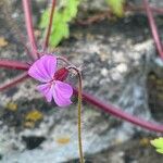 Geranium robertianum Λουλούδι