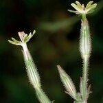 Silene viridiflora Arall