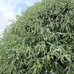 Pyrus salicifolia Habit