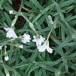 Cerastium arvense Fulla