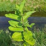 Asclepias sullivantii Листок