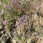 Limonium cordatum Habit