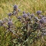 Eryngium amethystinum Агульны выгляд