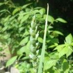 Triticum aestivum Fruit