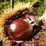 Castanea sativa Mbuma