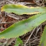 Eryngium elegans Leaf