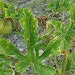 Cucumis anguria Leaf