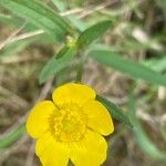 Ranunculus acris Blomma