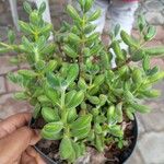 Crassula rogersii Corteza