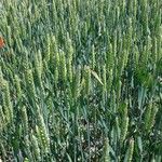 Triticum aestivum Агульны выгляд