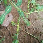 Phyllanthus urinaria 果實