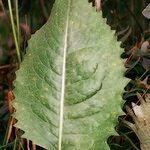 Klasea lycopifolia Blad