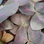 Oxalis triangularis A. St.-Hil. برگ