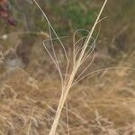 Stipa capillata برگ