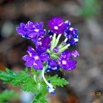 Verbena rigida Flor