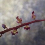 Bulbophyllum calyptratum Kwiat