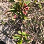 Viburnum farreriLeaf